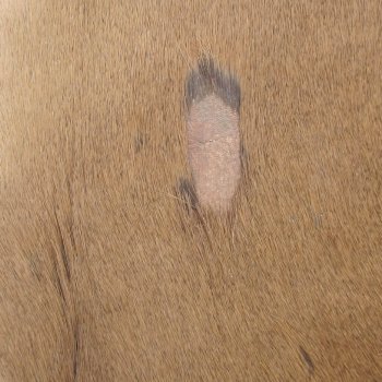 53L x 39W B-Grade African impala skin, hide - You are buying this one for $49.00