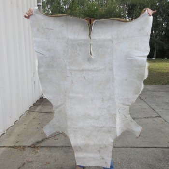 53L x 39W B-Grade African impala skin, hide - You are buying this one for $49.00