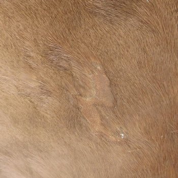 53L x 37W B-Grade African impala skin, hide - You are buying this one for $49.00