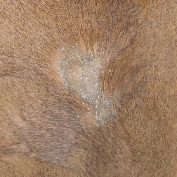 53L x 37W B-Grade African impala skin, hide - You are buying this one for $49.00