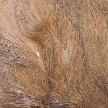 53L x 37W B-Grade African impala skin, hide - You are buying this one for $49.00