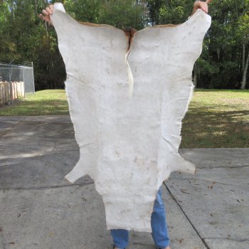 53L x 37W B-Grade African impala skin, hide - You are buying this one for $49.00