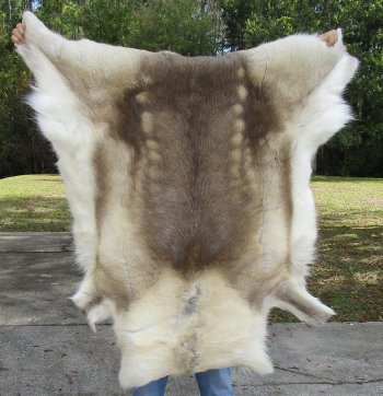 48 inches by 46 inches Finland Reindeer Hide, Skin, farm raised - $145