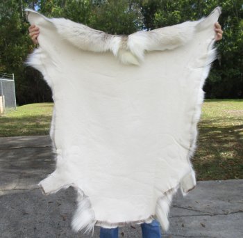 48 inches by 46 inches Finland Reindeer Hide, Skin, farm raised - $145