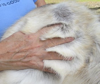 48 inches by 46 inches Finland Reindeer Hide, Skin, farm raised - $145