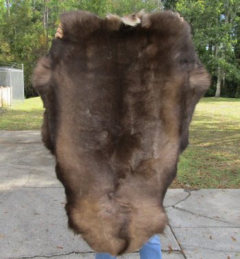 Nice Quality A Grade Reindeer pelt/hide/skin without legs, 44-1/2 inches long by 28 inches wide for $110