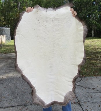 Nice Quality A Grade Reindeer pelt/hide/skin without legs, 44-1/2 inches long by 28 inches wide for $110