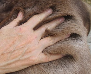 Nice Quality A Grade Reindeer pelt/hide/skin without legs, 44-1/2 inches long by 28 inches wide for $110