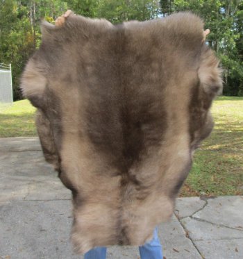 Nice Quality A Grade Reindeer pelt/hide/skin without legs, 43-1/2 inches long by 33 inches wide for $110