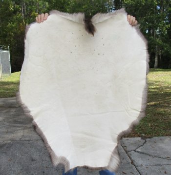 Nice Quality A Grade Reindeer pelt/hide/skin without legs, 43-1/2 inches long by 33 inches wide for $110