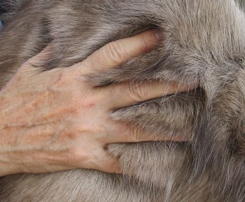 Nice Quality A Grade Reindeer pelt/hide/skin without legs, 43-1/2 inches long by 33 inches wide for $110