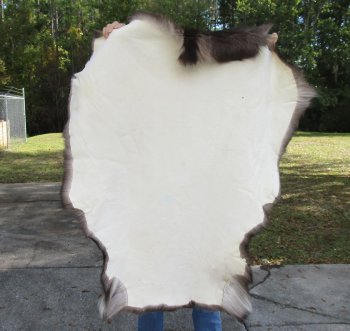 Nice Quality A Grade Reindeer pelt/hide/skin without legs, 46 inches long by 36 inches wide for $110