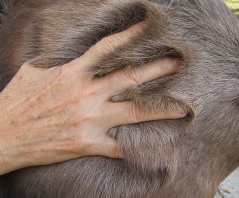 Nice Quality A Grade Reindeer pelt/hide/skin without legs, 46 inches long by 36 inches wide for $110