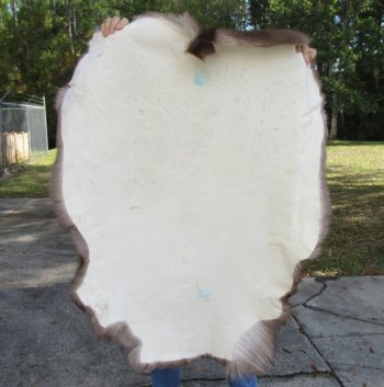Nice Quality A Grade Reindeer pelt/hide/skin without legs, 47 inches long by 36 inches wide for $110