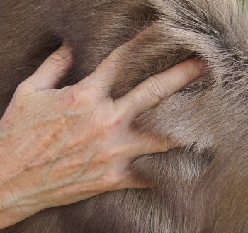Nice Quality A Grade Reindeer pelt/hide/skin without legs, 47 inches long by 36 inches wide for $110