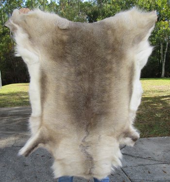 47 inches by 43 inches Finland Reindeer Hide, Skin, farm raised - $145