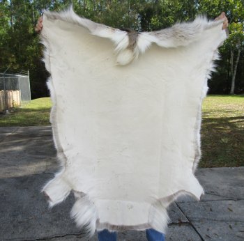 47 inches by 43 inches Finland Reindeer Hide, Skin, farm raised - $145