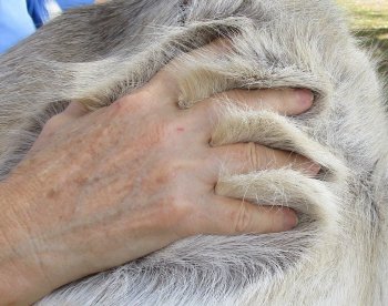 47 inches by 43 inches Finland Reindeer Hide, Skin, farm raised - $145