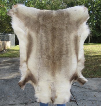 50 inches by 42 inches Finland Reindeer Hide, Skin, farm raised - $145