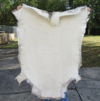 50 inches by 42 inches Finland Reindeer Hide, Skin, farm raised - $145