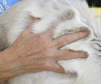 50 inches by 42 inches Finland Reindeer Hide, Skin, farm raised - $145