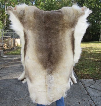 51 inches by 47 inches Finland Reindeer Hide, Skin, farm raised - $145