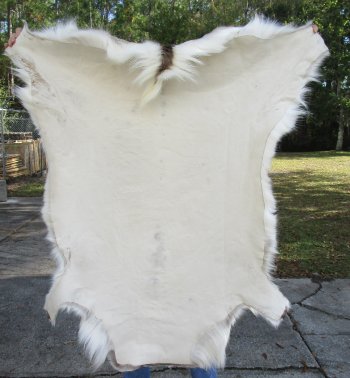 51 inches by 47 inches Finland Reindeer Hide, Skin, farm raised - $145
