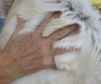 51 inches by 47 inches Finland Reindeer Hide, Skin, farm raised - $145