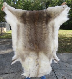 54 inches by 50 inches Finland Reindeer Hide, Skin, farm raised - $145
