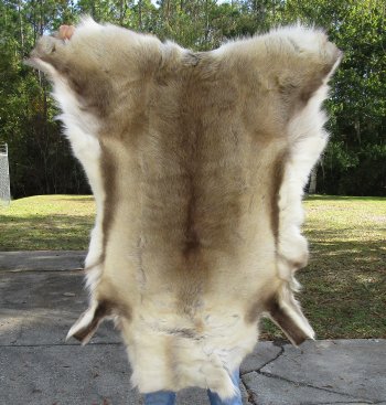 53 inches by 44 inches Finland Reindeer Hide, Skin, farm raised - $145
