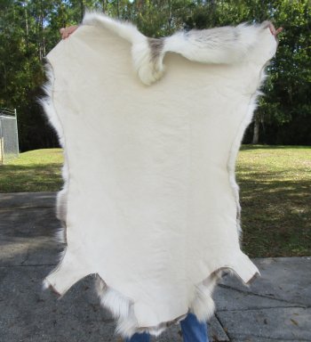 53 inches by 44 inches Finland Reindeer Hide, Skin, farm raised - $145
