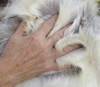 53 inches by 44 inches Finland Reindeer Hide, Skin, farm raised - $145