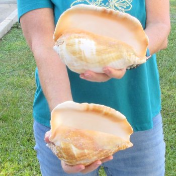 2 piece lot of Eastern Pacific Giant Conch shells for sale, 8 inch  - $35/lot