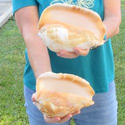 2 piece lot of Eastern Pacific Giant Conch shells for sale, 8 inch  - $35/lot