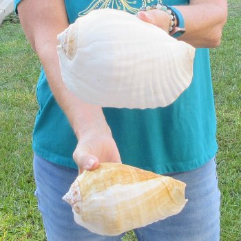 2 piece lot of Eastern Pacific Giant Conch shells for sale, 8 inch  - $35/lot
