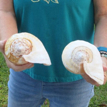 2 piece lot of Eastern Pacific Giant Conch shells for sale, 8 inch  - $35/lot