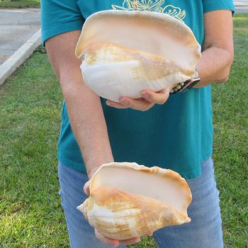 2 piece lot of Eastern Pacific Giant Conch shells for sale, 8-1/4 & 7-1/2 inch  - $35/lot