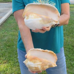 2 piece lot of Eastern Pacific Giant Conch shells for sale, 8-1/4 & 7-1/2 inch  - $35/lot