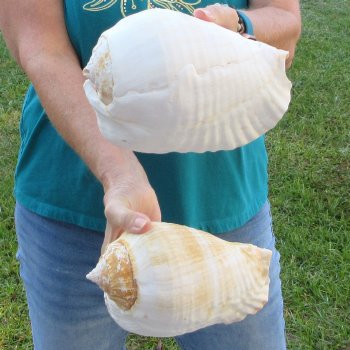 2 piece lot of Eastern Pacific Giant Conch shells for sale, 8-1/4 & 7-1/2 inch  - $35/lot