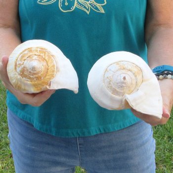 2 piece lot of Eastern Pacific Giant Conch shells for sale, 8-1/4 & 7-1/2 inch  - $35/lot
