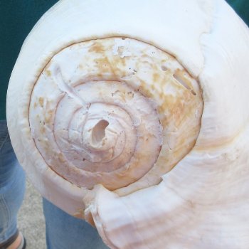 2 piece lot of Eastern Pacific Giant Conch shells for sale, 8-1/4 & 7-1/2 inch  - $35/lot