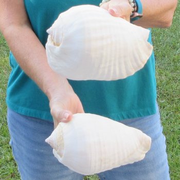 2 piece lot of Eastern Pacific Giant Conch shells for sale, 8-1/2 inch  - $35/lot