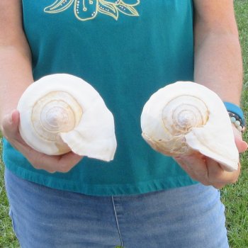 2 piece lot of Eastern Pacific Giant Conch shells for sale, 8-1/2 inch  - $35/lot