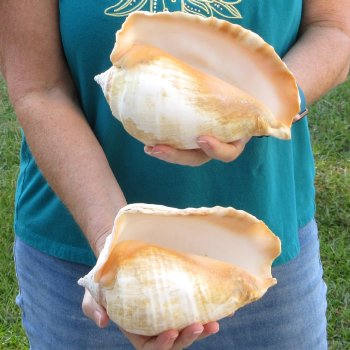 2 piece lot of Eastern Pacific Giant Conch shells for sale, 8 inch  - $35/lot