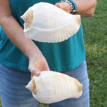 2 piece lot of Eastern Pacific Giant Conch shells for sale, 8 inch  - $35/lot