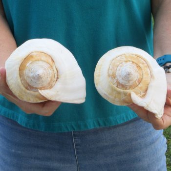 2 piece lot of Eastern Pacific Giant Conch shells for sale, 8 inch  - $35/lot