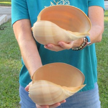 2pc 8" Philippine crowned baler melon shells- for $17/lot