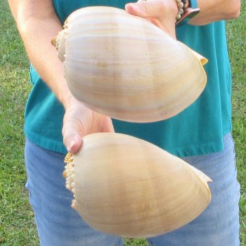 2pc 8" Philippine crowned baler melon shells- for $17/lot