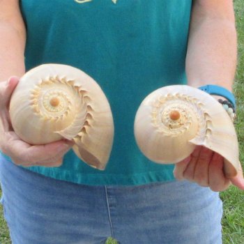 2pc 8" Philippine crowned baler melon shells- for $17/lot