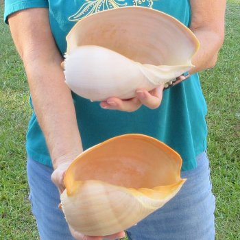 2pc 8" Philippine crowned baler melon shells- for $17/lot